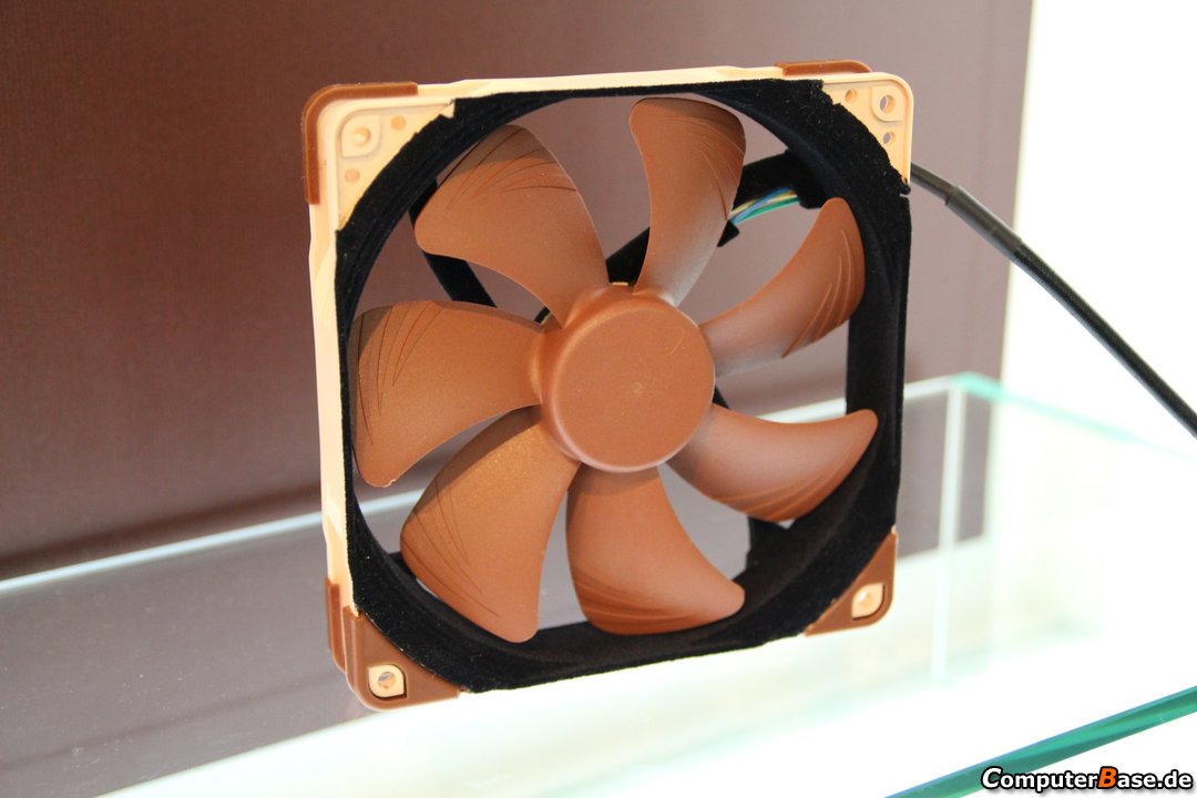 Noctua 06